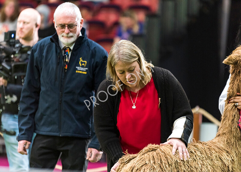 IWM4715 
 BAS National Show 2022 
 Keywords: Surrey Photographer, Alpacas, Suri, Huacaya, BAS National Show 2022, BAS' British Alpaca Society