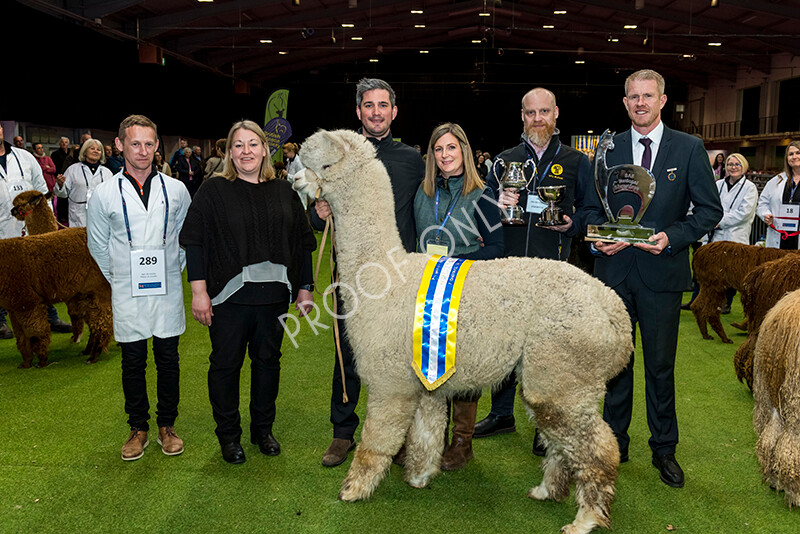 IWM6073 
 BAS National Show 2022 
 Keywords: Surrey Photographer, Alpacas, Suri, Huacaya, BAS National Show 2022, BAS' British Alpaca Society