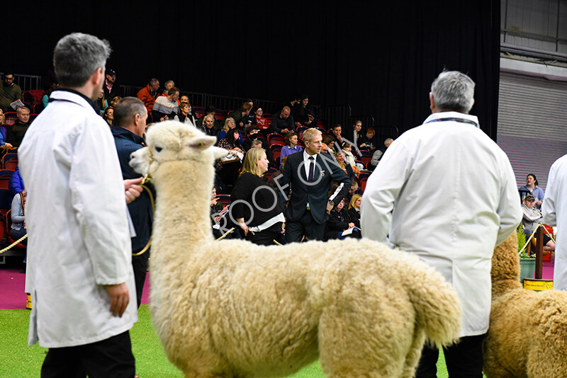 IWM5998 
 BAS National Show 2022 
 Keywords: Surrey Photographer, Alpacas, Suri, Huacaya, BAS National Show 2022, BAS' British Alpaca Society