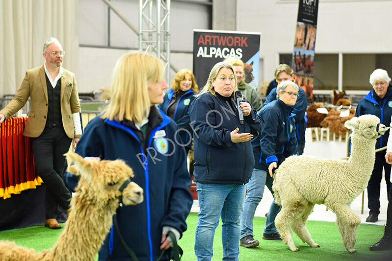 IWP1564 
 HoEAG Spring Fiesta 2023 
 Keywords: Surrey Photographer, Alpacas, Suri, Huacaya, HoEAG, Spring Fiesta, 2023, Heart of England Alpaca Group