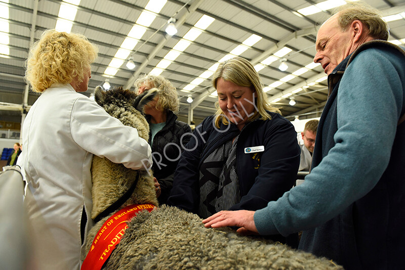 IWP3352 
 HOEAG Spring Fiesta 2024 
 Keywords: Heart of England Alpaca Group, Spring Fiesta 2024, Alpaca Show, Fleece Show Alpaca, Suri, Huacaya