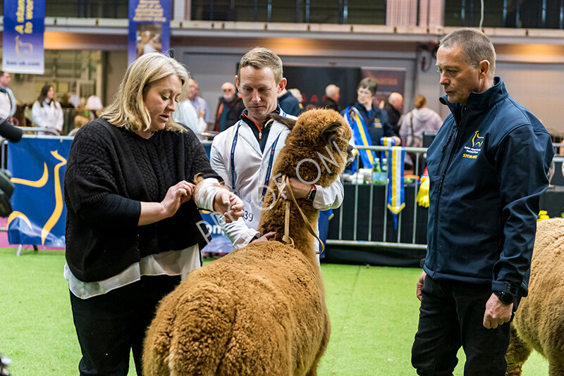 IWM5405 
 BAS National Show 2022 
 Keywords: Surrey Photographer, Alpacas, Suri, Huacaya, BAS National Show 2022, BAS' British Alpaca Society