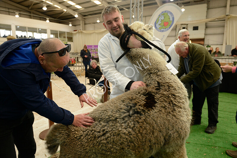 IWM7403 
 HoEAG Spring Fiesta 2022 
 Keywords: Surrey Photographer, Alpacas, Suri, Huacaya, HoEAG, Spring Fiesta, 2022, Heart of England Alpaca Group