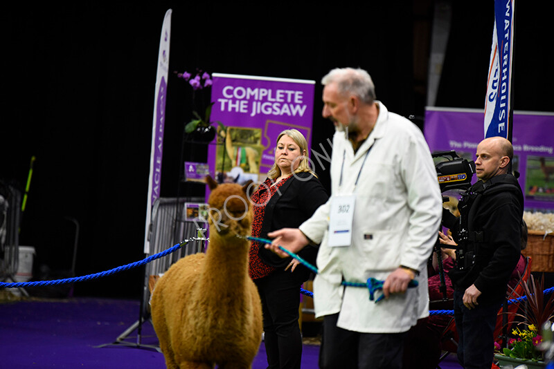 IWP0473 
 BAS National Show 2024 
 Keywords: British Alpaca Society, National Show, 2024, Champion of Champions Fleece Show, Alpaca, Suri, Huacaya