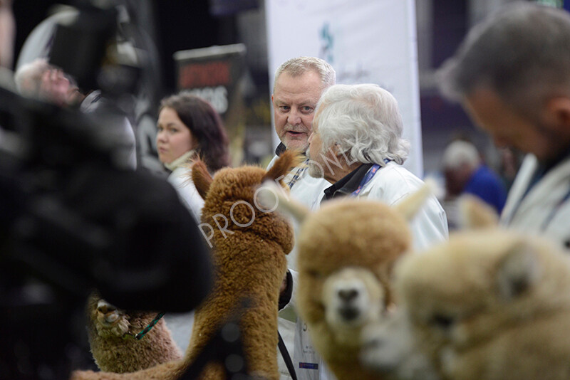 IWM5925 
 BAS National Show 2024 
 Keywords: British Alpaca Society, National Show, 2024, Champion of Champions Fleece Show, Alpaca, Suri, Huacaya