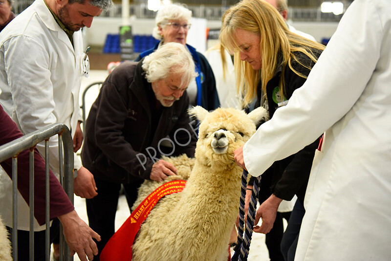 IWP4269 
 HOEAG Spring Fiesta 2024 
 Keywords: Heart of England Alpaca Group, Spring Fiesta 2024, Alpaca Show, Fleece Show Alpaca, Suri, Huacaya