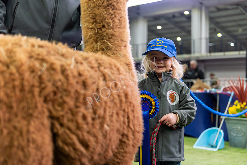 IWP0737 
 BAS National Show 2024 
 Keywords: British Alpaca Society, National Show, 2024, Champion of Champions Fleece Show, Alpaca, Suri, Huacaya