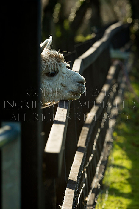 IWM0156 
 ALPACAS 
 Keywords: INGRID WEEL MEDIA LTD, ALPACAS, HUACAYA, SURI, BACKYARD ALPACA COMPANY, NORFOLK