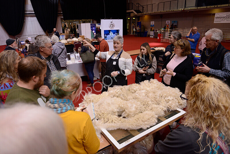 IWM8768 
 Photography of BAS National Show 2023 
 Keywords: Surrey Photographer, Alpacas, Suri, Huacaya, 2023, BAS, British Alpaca Society, Alpaca, Suri, Huacaya, Fleece Judging, Halter Show