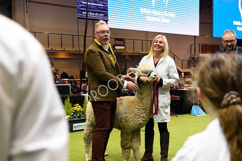 IWM5824 
 BAS National Show 2022 
 Keywords: Surrey Photographer, Alpacas, Suri, Huacaya, BAS National Show 2022, BAS' British Alpaca Society