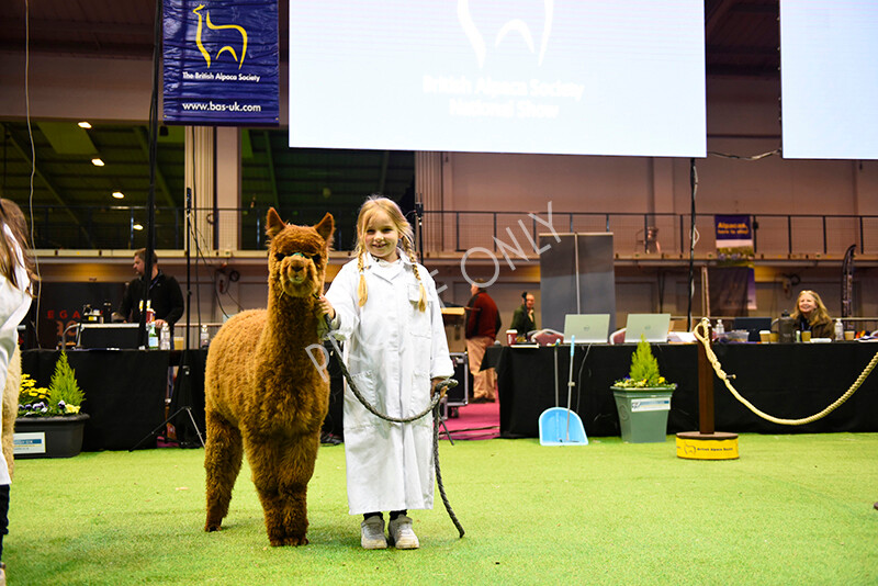 IWM5707 
 BAS National Show 2022 
 Keywords: Surrey Photographer, Alpacas, Suri, Huacaya, BAS National Show 2022, BAS' British Alpaca Society