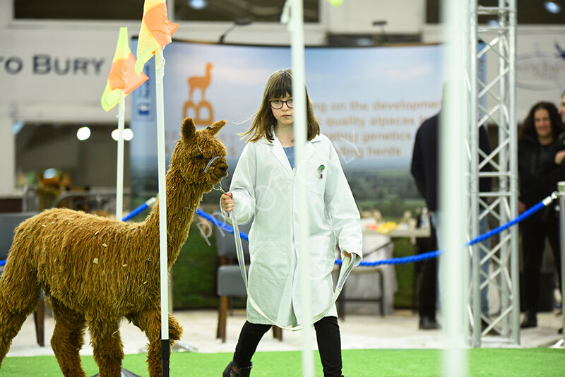 IWP3937 
 HOEAG Spring Fiesta 2024 
 Keywords: Heart of England Alpaca Group, Spring Fiesta 2024, Alpaca Show, Fleece Show Alpaca, Suri, Huacaya