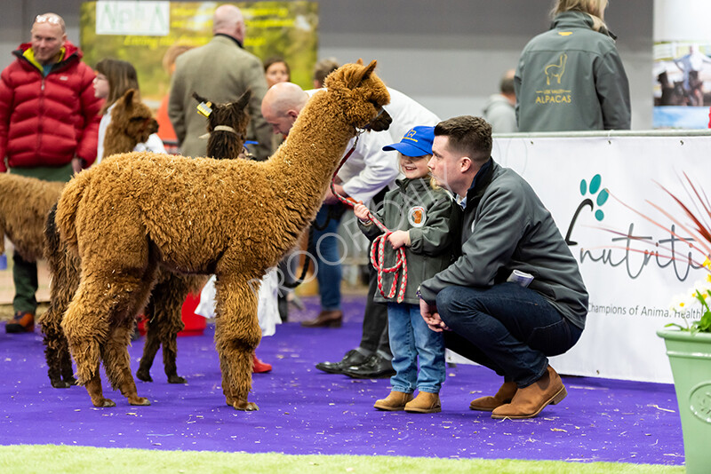 IWP0695 
 BAS National Show 2024 
 Keywords: British Alpaca Society, National Show, 2024, Champion of Champions Fleece Show, Alpaca, Suri, Huacaya