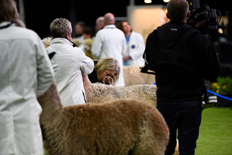 IWP0265 
 BAS National Show 2024 
 Keywords: British Alpaca Society, National Show, 2024, Champion of Champions Fleece Show, Alpaca, Suri, Huacaya