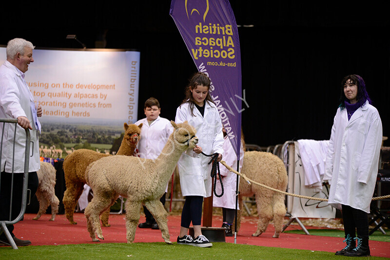 IWM9942 
 Photography of BAS National Show 2023 
 Keywords: Surrey Photographer, Alpacas, Suri, Huacaya, 2023, BAS, British Alpaca Society, Alpaca, Suri, Huacaya, Fleece Judging, Halter Show