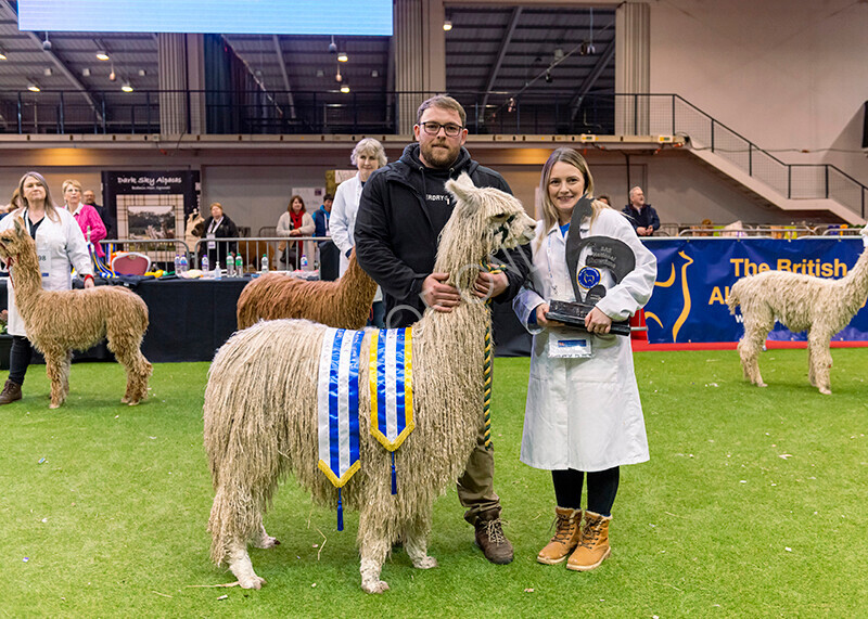 IWM0183 
 Photography of BAS National Show 2023 
 Keywords: Surrey Photographer, Alpacas, Suri, Huacaya, 2023, BAS, British Alpaca Society, Alpaca, Suri, Huacaya, Fleece Judging, Halter Show