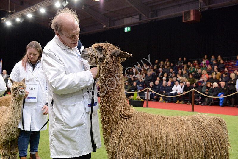 IWM0133 
 Photography of BAS National Show 2023 
 Keywords: Surrey Photographer, Alpacas, Suri, Huacaya, 2023, BAS, British Alpaca Society, Alpaca, Suri, Huacaya, Fleece Judging, Halter Show