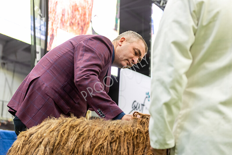 IWP1631 
 BAS National Show 2024 
 Keywords: British Alpaca Society, National Show, 2024, Champion of Champions Fleece Show, Alpaca, Suri, Huacaya