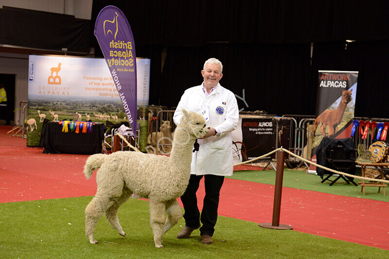 IWM0263 
 Photography of BAS National Show 2023 
 Keywords: Surrey Photographer, Alpacas, Suri, Huacaya, 2023, BAS, British Alpaca Society, Alpaca, Suri, Huacaya, Fleece Judging, Halter Show