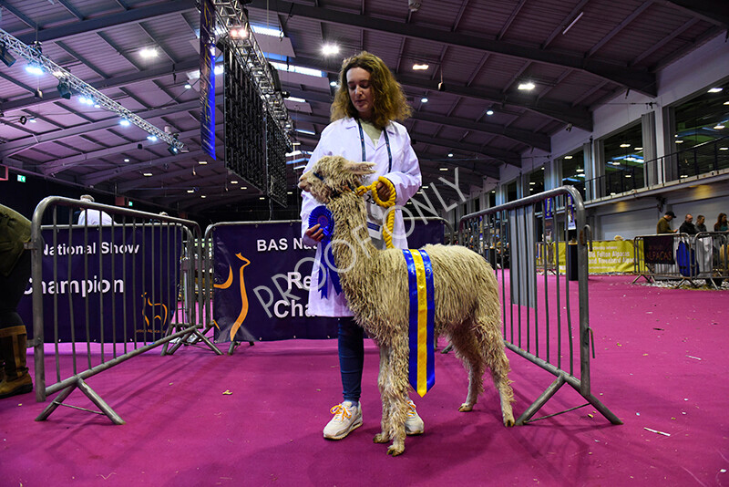 IWM5204 
 BAS National Show 2022 
 Keywords: Surrey Photographer, Alpacas, Suri, Huacaya, BAS National Show 2022, BAS' British Alpaca Society