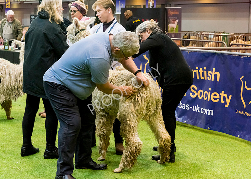 IWM6015 
 BAS National Show 2022 
 Keywords: Surrey Photographer, Alpacas, Suri, Huacaya, BAS National Show 2022, BAS' British Alpaca Society