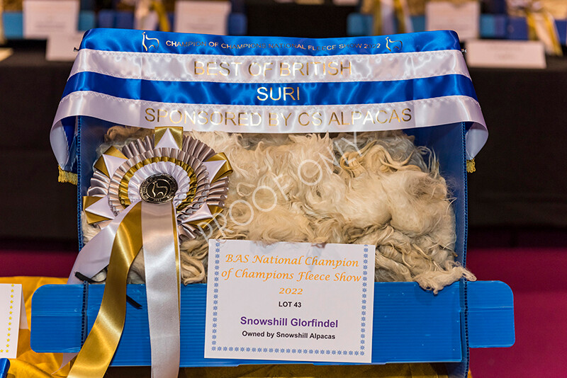 IWM4520 
 BAS National Show 2022 
 Keywords: Surrey Photographer, Alpacas, Suri, Huacaya, BAS National Show 2022, BAS' British Alpaca Society