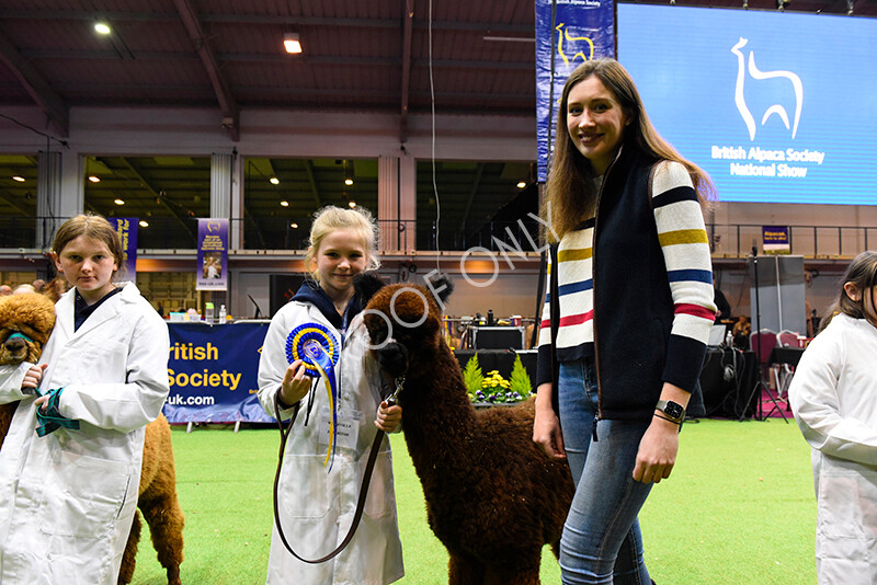 IWM5758 
 BAS National Show 2022 
 Keywords: Surrey Photographer, Alpacas, Suri, Huacaya, BAS National Show 2022, BAS' British Alpaca Society