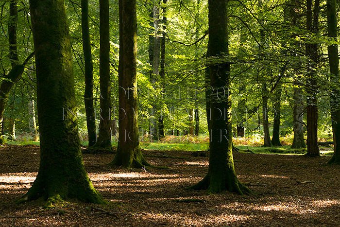 IWM9029 
 NEW FOREST 
 Keywords: INGRID WEEL MEDIA LTD, CORPORATE PHOTOGRAPHY SURREY, BUSINES PHOTOGRAPHY, WEDDING PHOTOGRAPHY, FINE ART PHOTOGRAPHY, FAMILY PHOTOGRAPHY, SOCIAL, TREES, LANDSCAPES