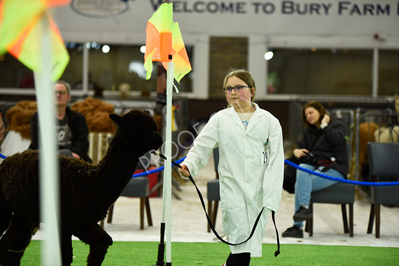 IWP3974 
 HOEAG Spring Fiesta 2024 
 Keywords: Heart of England Alpaca Group, Spring Fiesta 2024, Alpaca Show, Fleece Show Alpaca, Suri, Huacaya