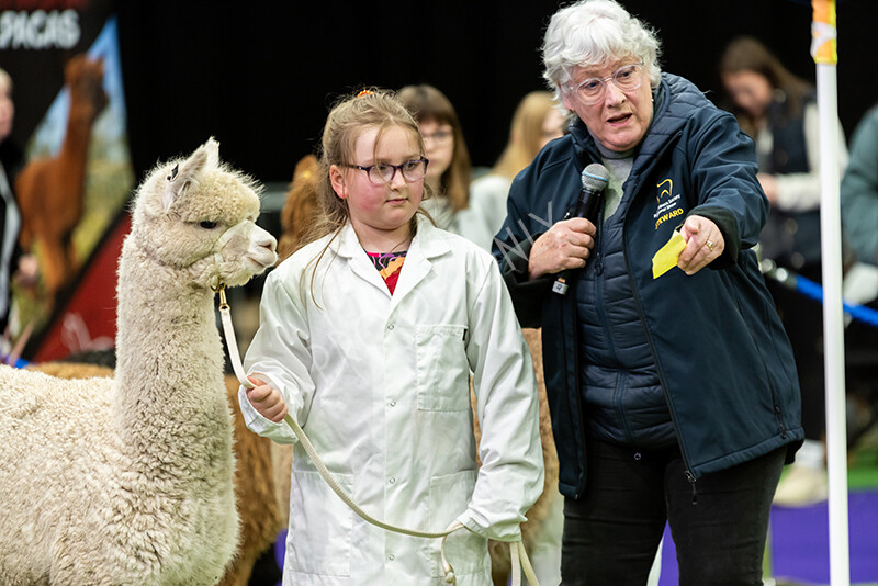 IWP0781 
 BAS National Show 2024 
 Keywords: British Alpaca Society, National Show, 2024, Champion of Champions Fleece Show, Alpaca, Suri, Huacaya