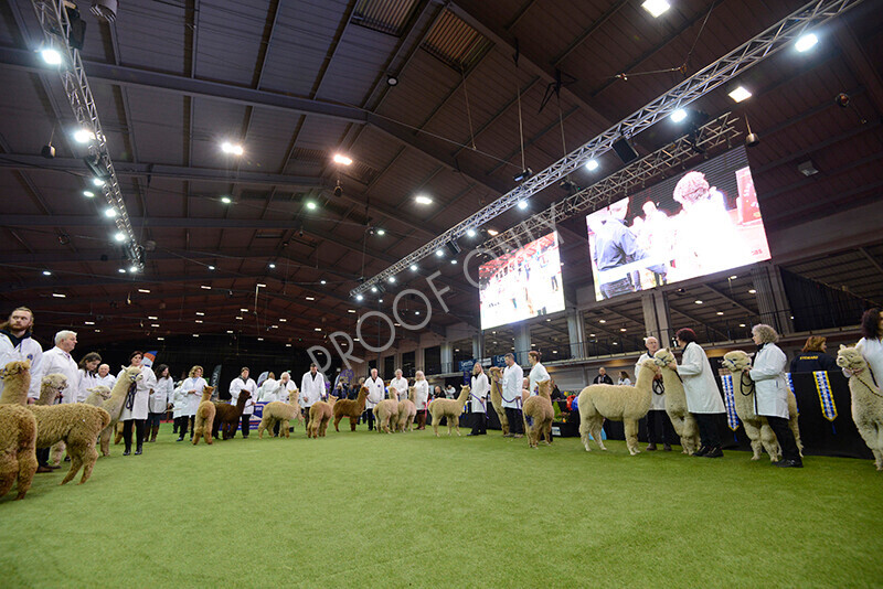 IWM9506 
 Photography of BAS National Show 2023 
 Keywords: Surrey Photographer, Alpacas, Suri, Huacaya, 2023, BAS, British Alpaca Society, Alpaca, Suri, Huacaya, Fleece Judging, Halter Show