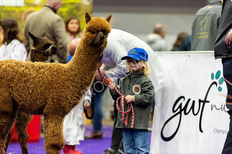 IWP0698 
 BAS National Show 2024 
 Keywords: British Alpaca Society, National Show, 2024, Champion of Champions Fleece Show, Alpaca, Suri, Huacaya