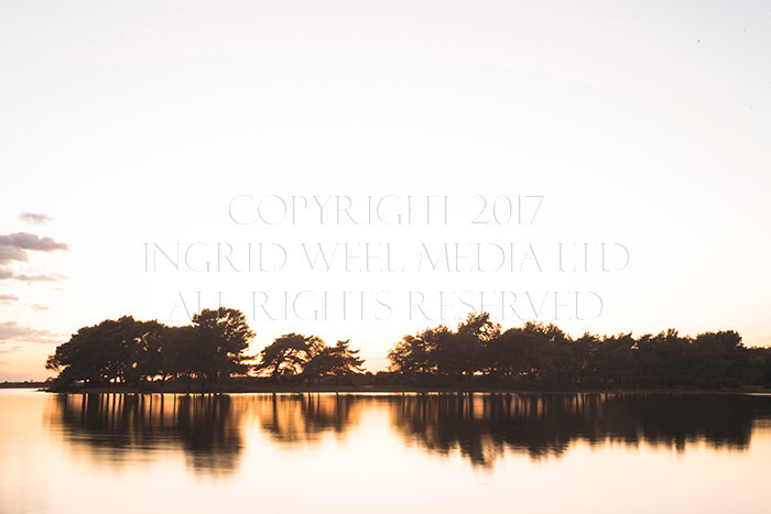 IWM9274 
 NEW FOREST 
 Keywords: INGRID WEEL MEDIA LTD, CORPORATE PHOTOGRAPHY SURREY, BUSINES PHOTOGRAPHY, WEDDING PHOTOGRAPHY, FINE ART PHOTOGRAPHY, FAMILY PHOTOGRAPHY, SOCIAL, BRITISH WILDLIFE, FALLOW DEER, DONKEY, SWAN, HATCHET POND