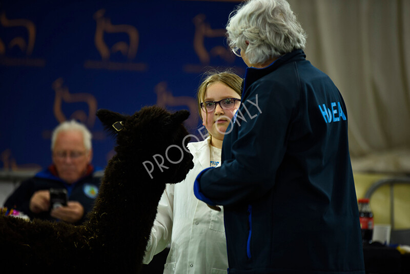 IWP3987 
 HOEAG Spring Fiesta 2024 
 Keywords: Heart of England Alpaca Group, Spring Fiesta 2024, Alpaca Show, Fleece Show Alpaca, Suri, Huacaya