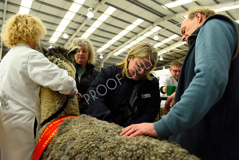 IWP3355 
 HOEAG Spring Fiesta 2024 
 Keywords: Heart of England Alpaca Group, Spring Fiesta 2024, Alpaca Show, Fleece Show Alpaca, Suri, Huacaya