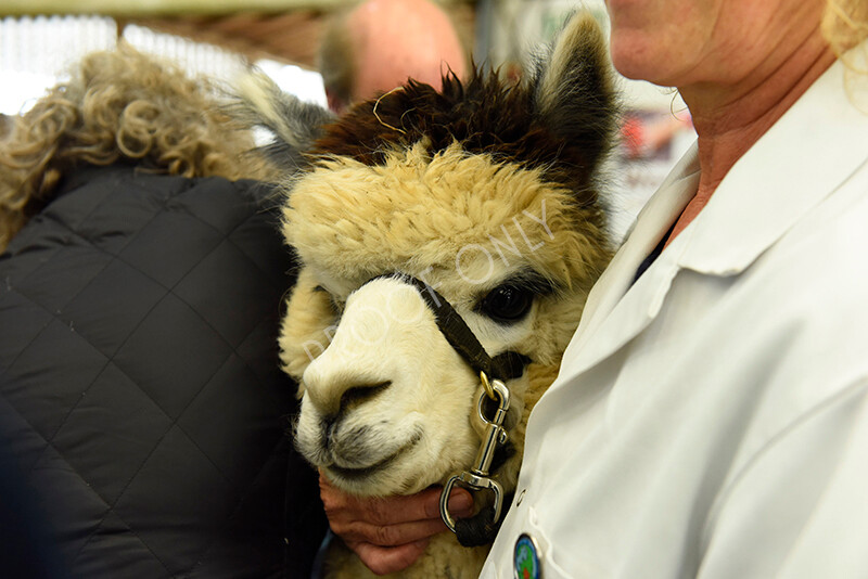 IWP3356 
 HOEAG Spring Fiesta 2024 
 Keywords: Heart of England Alpaca Group, Spring Fiesta 2024, Alpaca Show, Fleece Show Alpaca, Suri, Huacaya