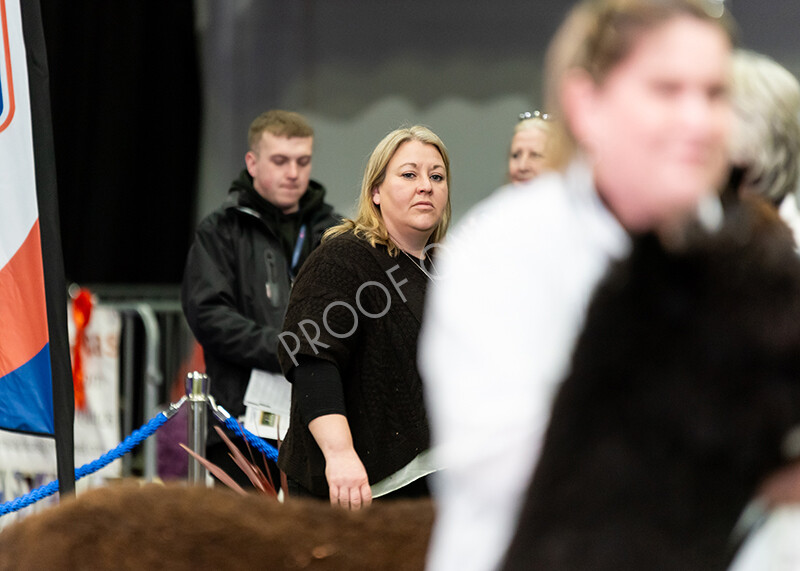 IWP9960 
 BAS National Show 2024 
 Keywords: British Alpaca Society, National Show, 2024, Champion of Champions Fleece Show, Alpaca, Suri, Huacaya