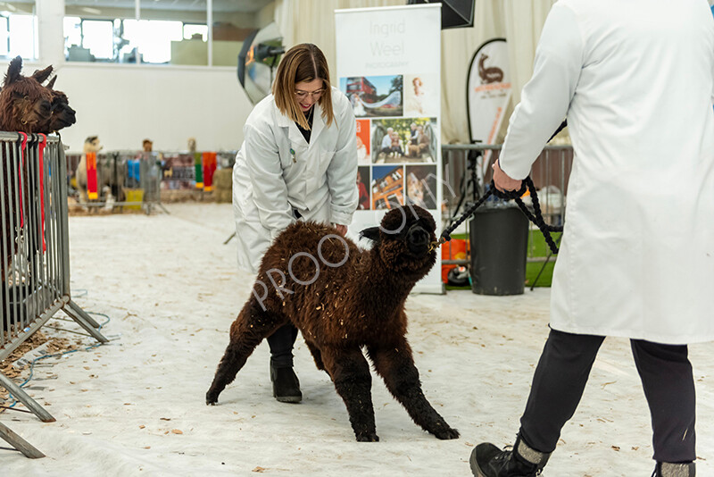 IWP3472 
 HOEAG Spring Fiesta 2024 
 Keywords: Heart of England Alpaca Group, Spring Fiesta 2024, Alpaca Show, Fleece Show Alpaca, Suri, Huacaya