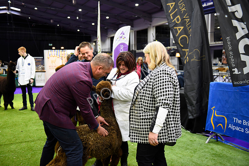 IWP1702 
 BAS National Show 2024 
 Keywords: British Alpaca Society, National Show, 2024, Champion of Champions Fleece Show, Alpaca, Suri, Huacaya