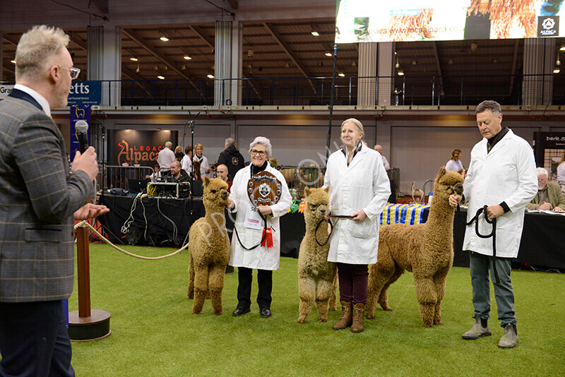 IWM9629 
 Photography of BAS National Show 2023 
 Keywords: Surrey Photographer, Alpacas, Suri, Huacaya, 2023, BAS, British Alpaca Society, Alpaca, Suri, Huacaya, Fleece Judging, Halter Show