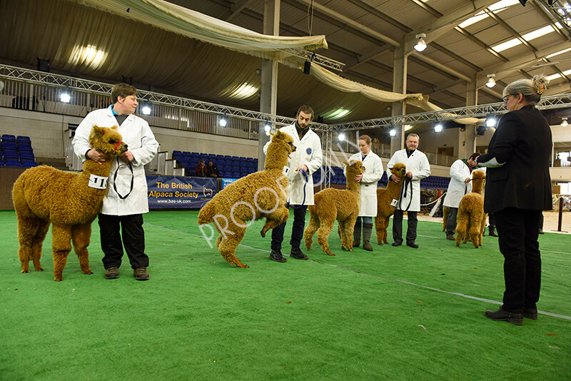 IWP7383 
 HoEAG Spring Fiesta 2022 
 Keywords: Surrey Photographer, Alpacas, Suri, Huacaya, HoEAG, Spring Fiesta, 2022, Heart of England Alpaca Group