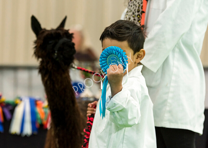 IWP7660 
 HoEAG Spring Fiesta 2022 
 Keywords: Surrey Photographer, Alpacas, Suri, Huacaya, HoEAG, Spring Fiesta, 2022, Heart of England Alpaca Group