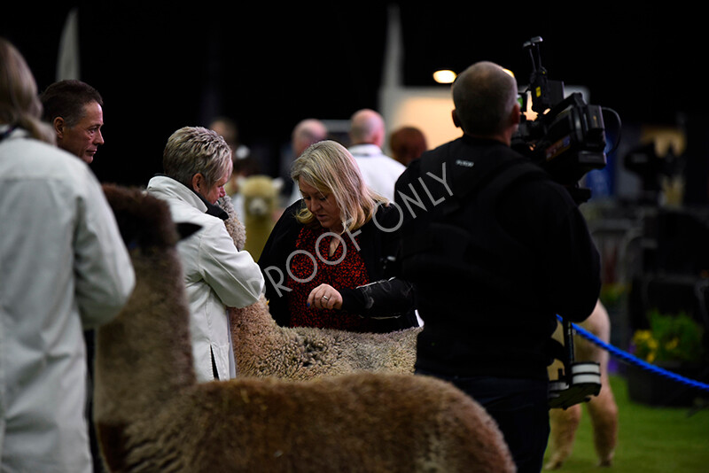 IWP0264 
 BAS National Show 2024 
 Keywords: British Alpaca Society, National Show, 2024, Champion of Champions Fleece Show, Alpaca, Suri, Huacaya