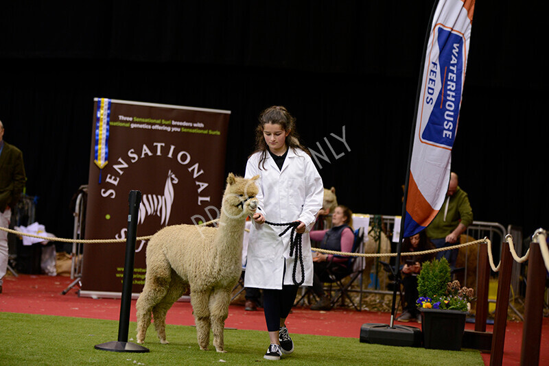 IWM9947 
 Photography of BAS National Show 2023 
 Keywords: Surrey Photographer, Alpacas, Suri, Huacaya, 2023, BAS, British Alpaca Society, Alpaca, Suri, Huacaya, Fleece Judging, Halter Show