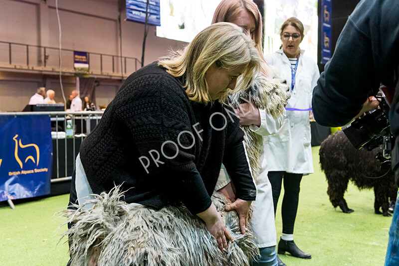 IWM5854 
 BAS National Show 2022 
 Keywords: Surrey Photographer, Alpacas, Suri, Huacaya, BAS National Show 2022, BAS' British Alpaca Society