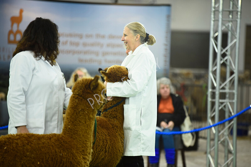 IWP3683 
 HOEAG Spring Fiesta 2024 
 Keywords: Heart of England Alpaca Group, Spring Fiesta 2024, Alpaca Show, Fleece Show Alpaca, Suri, Huacaya