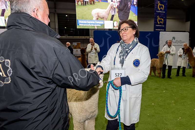 IWP1735 
 BAS National Show 2024 
 Keywords: British Alpaca Society, National Show, 2024, Champion of Champions Fleece Show, Alpaca, Suri, Huacaya