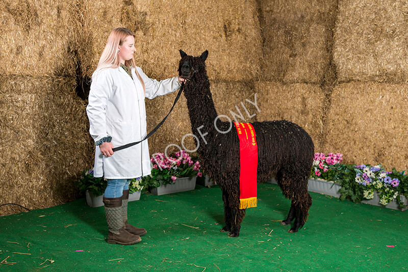 IWM7444 
 HoEAG Spring Fiesta 2022 
 Keywords: Surrey Photographer, Alpacas, Suri, Huacaya, HoEAG, Spring Fiesta, 2022, Heart of England Alpaca Group