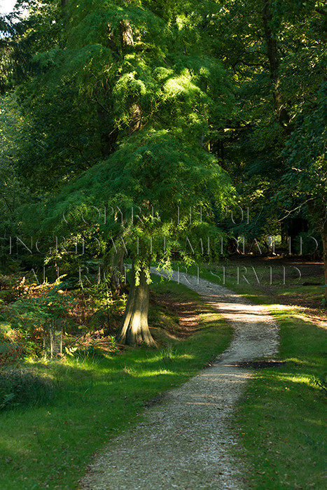 IWM9023 
 NEW FOREST 
 Keywords: INGRID WEEL MEDIA LTD, CORPORATE PHOTOGRAPHY SURREY, BUSINES PHOTOGRAPHY, WEDDING PHOTOGRAPHY, FINE ART PHOTOGRAPHY, FAMILY PHOTOGRAPHY, SOCIAL, TREES, LANDSCAPES