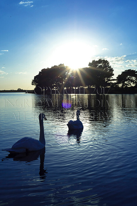 IWM9205 
 NEW FOREST 
 Keywords: INGRID WEEL MEDIA LTD, CORPORATE PHOTOGRAPHY SURREY, BUSINES PHOTOGRAPHY, WEDDING PHOTOGRAPHY, FINE ART PHOTOGRAPHY, FAMILY PHOTOGRAPHY, SOCIAL, BRITISH WILDLIFE, FALLOW DEER, DONKEY, SWAN, HATCHET POND